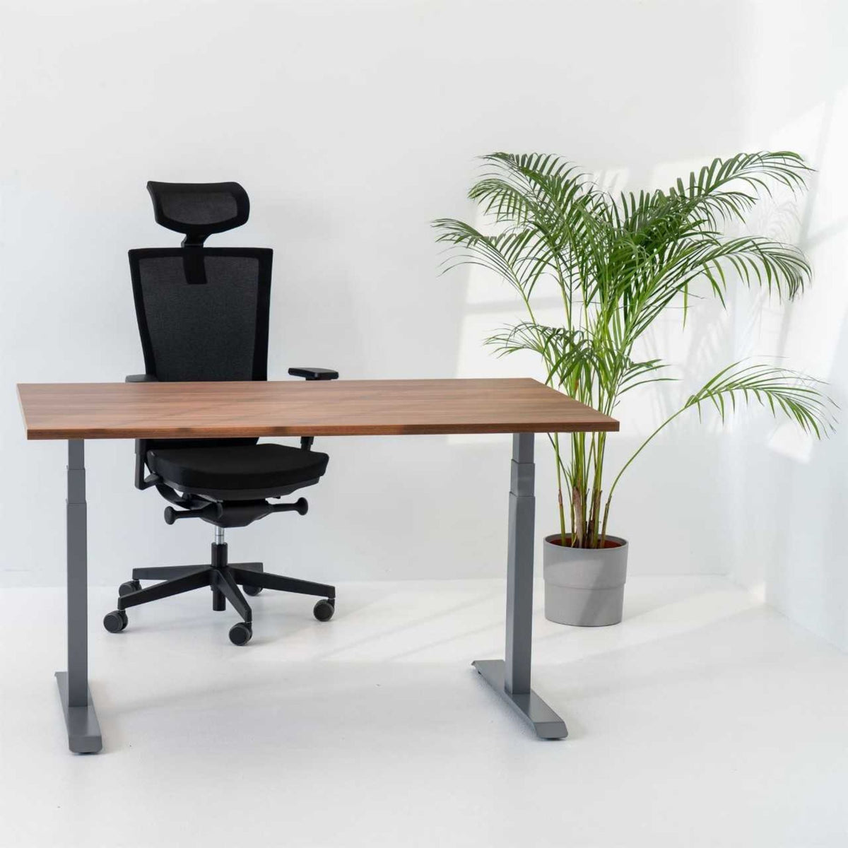 Elektriski augstumā regulējams galds NUWO GEN2 ar riekstkoka virsmu un sudraba statīvu, interjera bilde