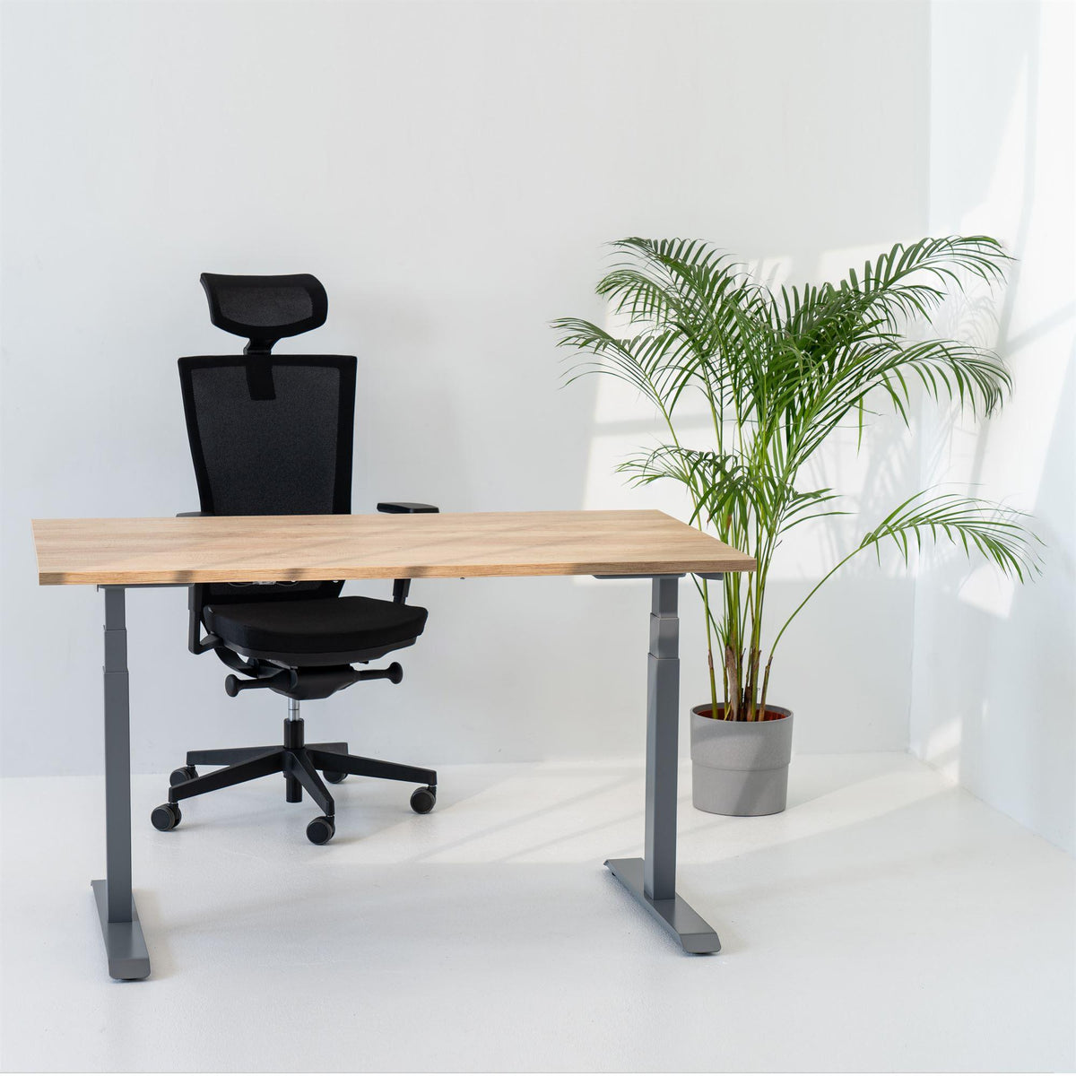 Elektriski augstumā regulējams galds Unico Line – American oak / Sudraba / 120 x 65